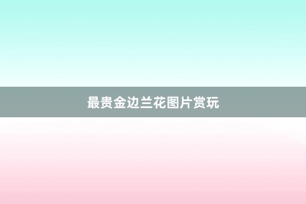 最贵金边兰花图片赏玩